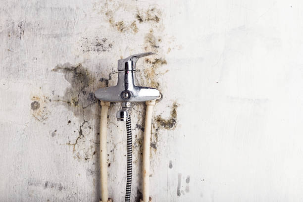 Best Black Mold Removal  in Audubon Park, NJ