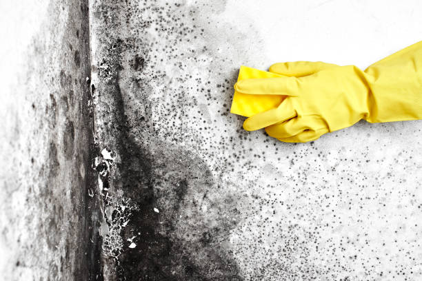 Best Mold Testing and Removal  in Audubon Park, NJ