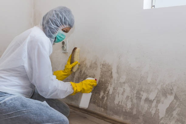 Best Mold Removal Company Near Me  in Audubon Park, NJ