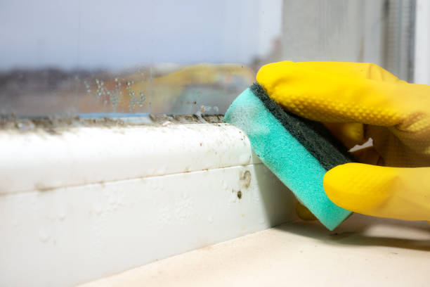 Reliable Audubon Park, NJ Mold Removal Solutions