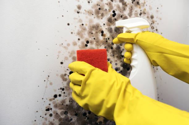 Best Mold Remediation  in Audubon Park, NJ
