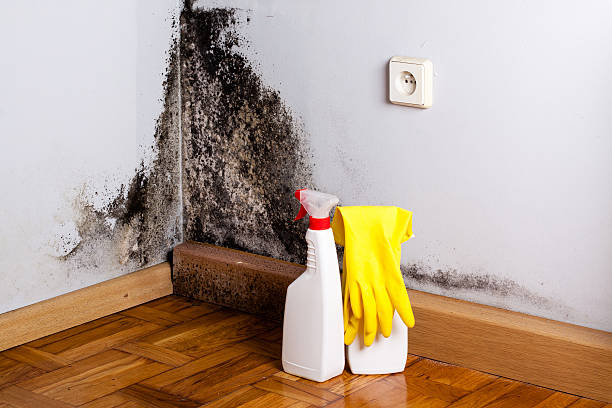 Best Commercial Mold Removal  in Audubon Park, NJ