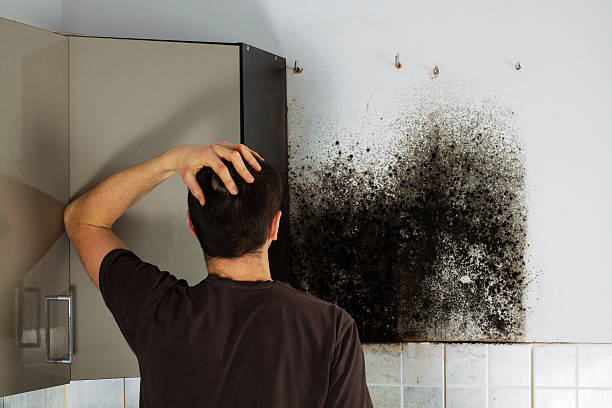 Best Mold Removal Near Me  in Audubon Park, NJ