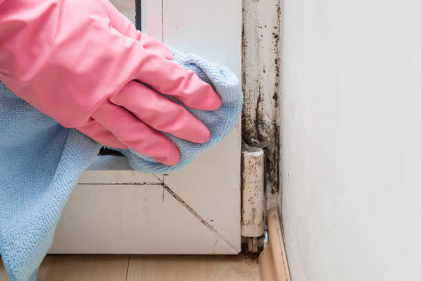 Best Mold Testing  in Audubon Park, NJ