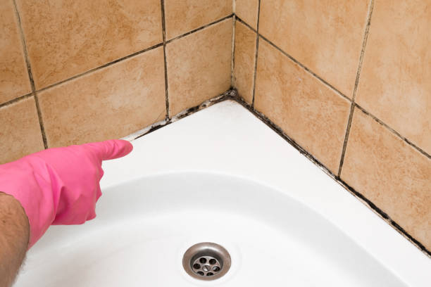 Best Local Mold Removal Service  in Audubon Park, NJ